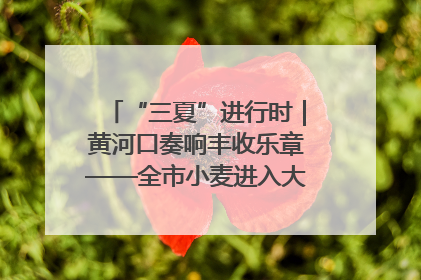“三夏”进行时｜黄河口奏响丰收乐章——全市小麦进入大面积收获高峰期