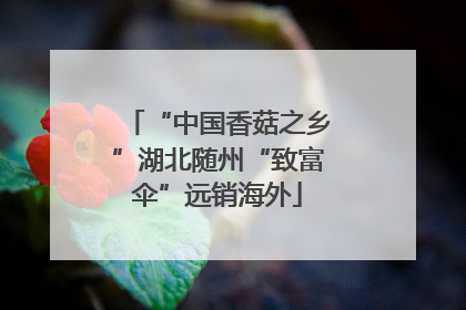 “中国香菇之乡”湖北随州“致富伞”远销海外