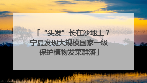 “头发”长在沙地上？宁夏发现大规模国家一级保护植物发菜群落