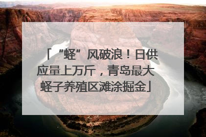 “蛏”风破浪！日供应量上万斤，青岛最大蛏子养殖区滩涂掘金