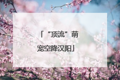 “顶流”萌宠空降汉阳