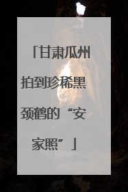 甘肃瓜州拍到珍稀黑颈鹤的“安家照”