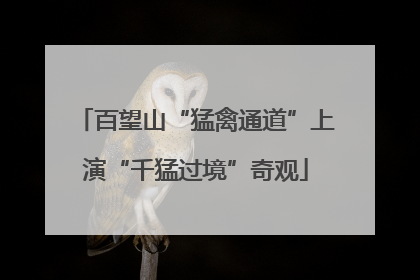 百望山“猛禽通道”上演“千猛过境”奇观