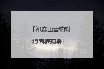 祁连山雪豹豺狼同框现身