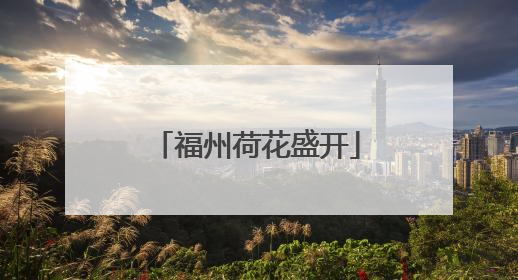 福州荷花盛开