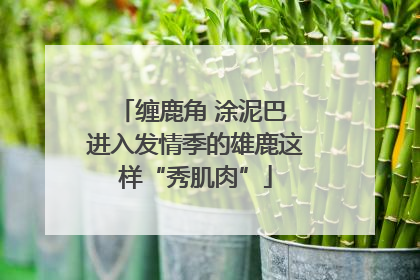 缠鹿角 涂泥巴 进入发情季的雄鹿这样“秀肌肉”