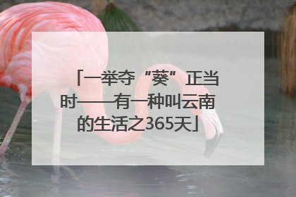 一举夺“葵”正当时——有一种叫云南的生活之365天