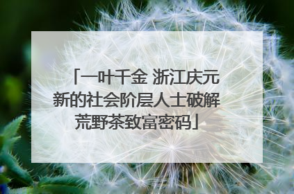 一叶千金 浙江庆元新的社会阶层人士破解荒野茶致富密码