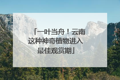 一叶当舟！云南这种神奇植物进入最佳观赏期
