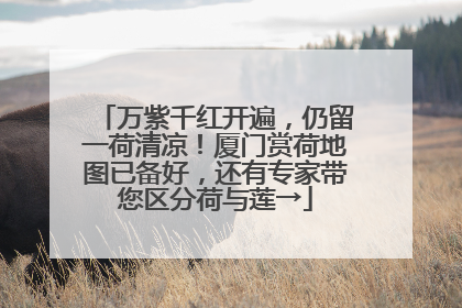 万紫千红开遍，仍留一荷清凉！厦门赏荷地图已备好，还有专家带您区分荷与莲→