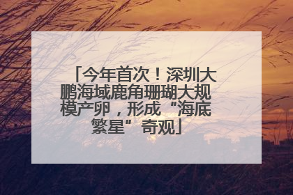 今年首次！深圳大鹏海域鹿角珊瑚大规模产卵，形成“海底繁星”奇观