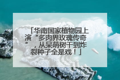 华南国家植物园上演“多肉界玫瑰传奇”，从呆萌树干到炸裂种子全是戏！