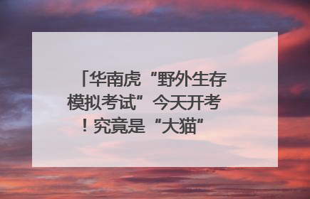 华南虎“野外生存模拟考试”今天开考！究竟是“大猫” 还是顶级猎食者？