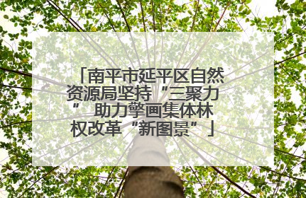 南平市延平区自然资源局坚持“三聚力” 助力擎画集体林权改革“新图景”