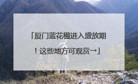 厦门蓝花楹进入盛放期！这些地方可观赏→