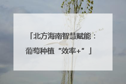 北方海南智慧赋能：葡萄种植“效率+”