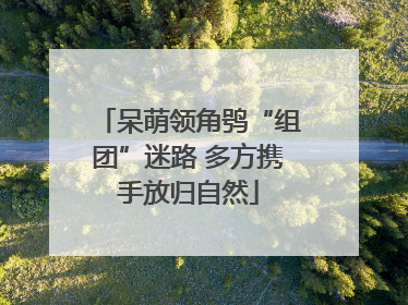 呆萌领角鸮“组团”迷路 多方携手放归自然