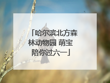 哈尔滨北方森林动物园 萌宝陪你过六一