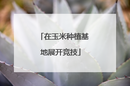 在玉米种植基地展开竞技