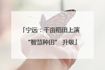 宁远：千亩稻田上演 “智慧种田” 升级