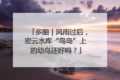 多图｜风雨过后，密云水库“鸟岛”上的幼鸟还好吗？