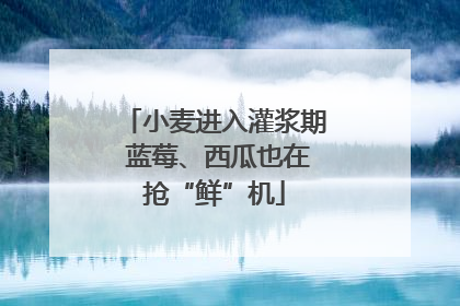 小麦进入灌浆期 蓝莓、西瓜也在抢“鲜”机