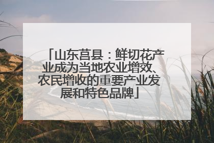 山东莒县：鲜切花产业成为当地农业增效、农民增收的重要产业发展和特色品牌