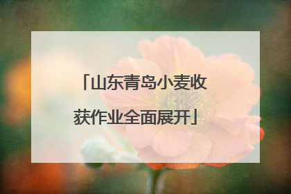山东青岛小麦收获作业全面展开