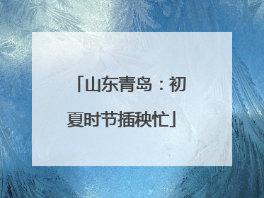 山东青岛：初夏时节插秧忙
