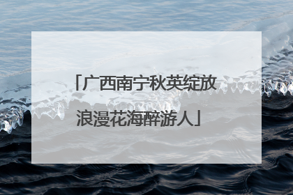 广西南宁秋英绽放 浪漫花海醉游人