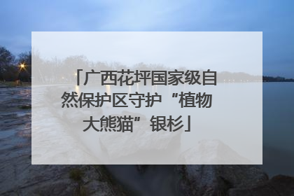 广西花坪国家级自然保护区守护“植物大熊猫”银杉