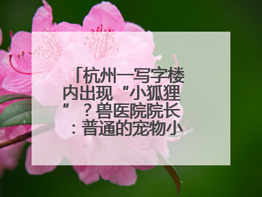 杭州一写字楼内出现“小狐狸”？兽医院院长：普通的宠物小狗，像狐狸犬