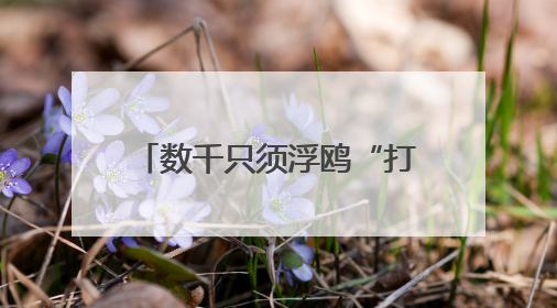 数千只须浮鸥“打卡”湖北枝江金湖 尽显生态美景