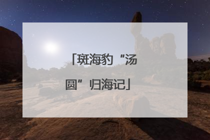 斑海豹“汤圆”归海记