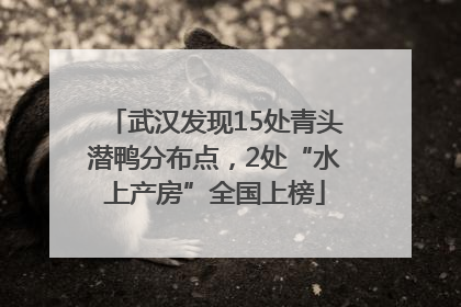 武汉发现15处青头潜鸭分布点，2处“水上产房”全国上榜