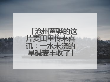 沧州黄骅的这片麦田里传来喜讯：一水未浇的旱碱麦丰收了