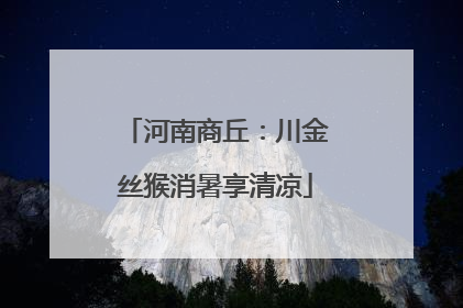 河南商丘：川金丝猴消暑享清凉