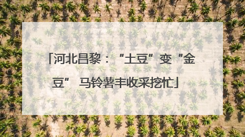 河北昌黎：“土豆”变“金豆” 马铃薯丰收采挖忙