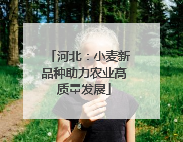 河北：小麦新品种助力农业高质量发展