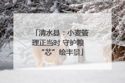 清水县：小麦管理正当时 守护粮“芯”绘丰景