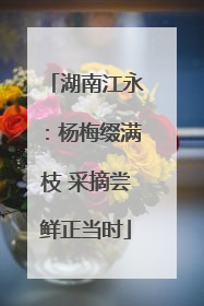 湖南江永：杨梅缀满枝 采摘尝鲜正当时