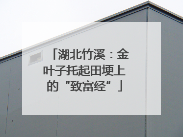 湖北竹溪：金叶子托起田埂上的“致富经”