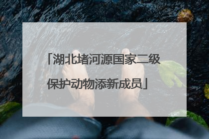 湖北堵河源国家二级保护动物添新成员