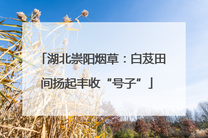 湖北崇阳烟草：白芨田间扬起丰收“号子”
