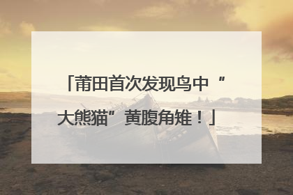 莆田首次发现鸟中“大熊猫”黄腹角雉！