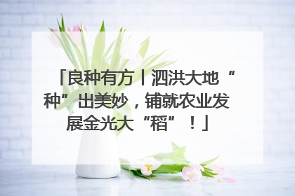 良种有方丨泗洪大地“种”出美妙，铺就农业发展金光大“稻”！