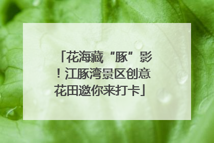 花海藏“豚”影！江豚湾景区创意花田邀你来打卡