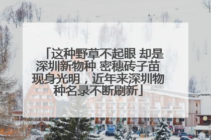 这种野草不起眼 却是深圳新物种 密穗砖子苗现身光明，近年来深圳物种名录不断刷新