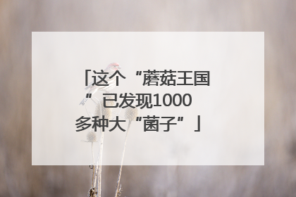 这个“蘑菇王国”已发现1000多种大“菌子”