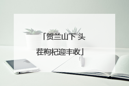 贺兰山下 头茬枸杞迎丰收